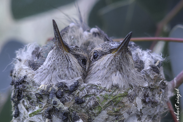 emily renzel wetlands 2026